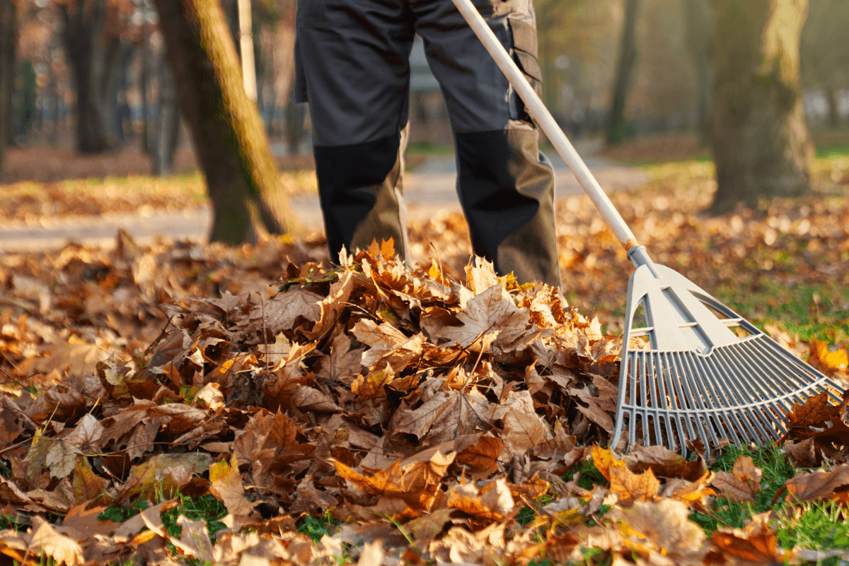 Leaf Removal in Westhartford project 3
