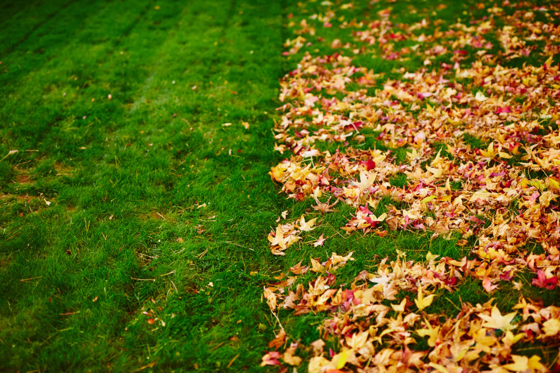 Leaf Removal in Westhartford project 6