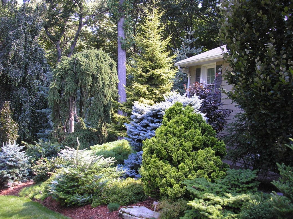 Tree & Shrub Planting in Westhartford project 2