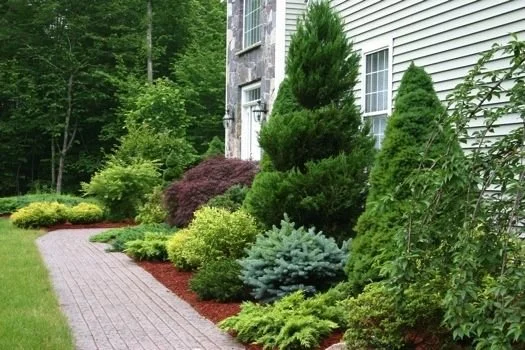 Tree & Shrub Planting in Westhartford project 9